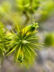 Stenanthera pinifolia