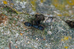 Pseudoneoponera rufipes