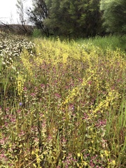 Drosera stricticaulis
