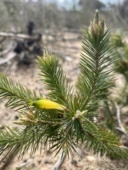 Stenanthera pinifolia