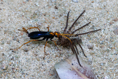 Leptodialepis bipartitus