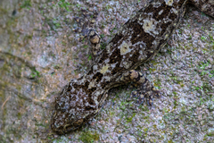 Gekko chinensis