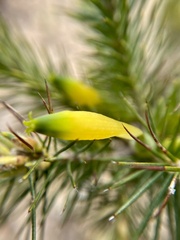 Stenanthera pinifolia