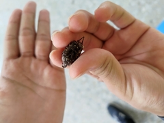Protaetia orientalis sakaii