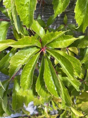 Parthenocissus quinquefolia