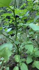 Solanum nigrum