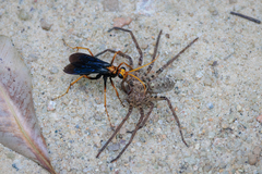 Leptodialepis bipartitus