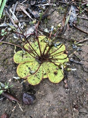 Drosera macrophylla