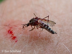 Culicinae