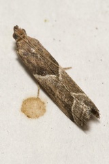 Nyctegretis lineana