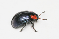 Chrysomela collaris