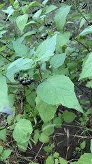 Solanum nigrum