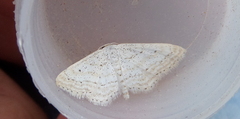 Idaea elongaria
