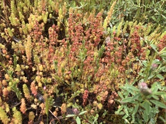 Drosera glanduligera