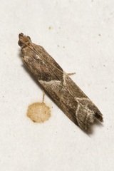 Nyctegretis lineana