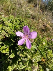 Pelargonium capitatum
