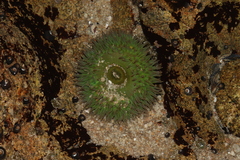 Anthopleura xanthogrammica
