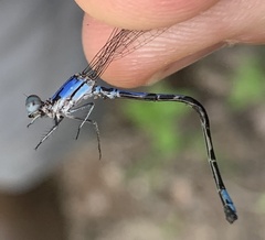Argia extranea