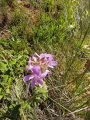 Pelargonium capitatum