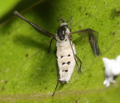Entomophthora