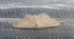 Idaea elongaria