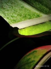 Eupanacra elegantulus