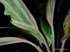 Eupanacra elegantulus