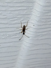 Myodocha serripes