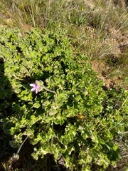Pelargonium capitatum