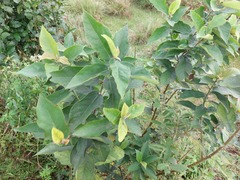 Ficus erecta beecheyana
