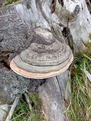 Fomitopsis pinicola