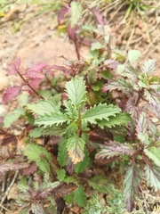 Scrophularia incisa