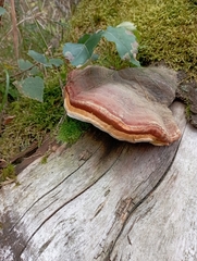 Fomitopsis pinicola