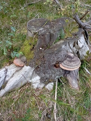 Fomitopsis pinicola