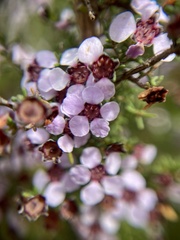 Euryomyrtus ramosissima ramosissima