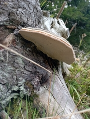 Fomitopsis pinicola