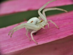 Misumena vatia
