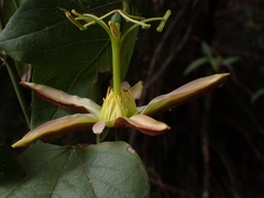 Passiflora herbertiana herbertiana