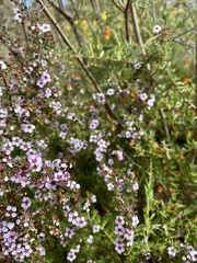 Euryomyrtus ramosissima ramosissima