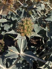 Eryngium maritimum