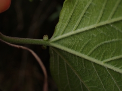 Passiflora herbertiana herbertiana