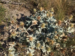 Eryngium maritimum