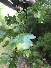 Crataegus laevigata