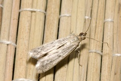 Homoeosoma nebulella