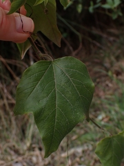 Passiflora herbertiana herbertiana
