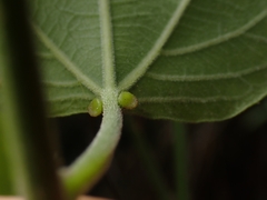 Passiflora herbertiana herbertiana