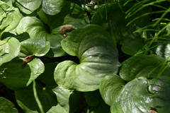 Maianthemum dilatatum
