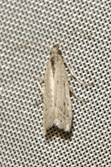 Homoeosoma nebulella
