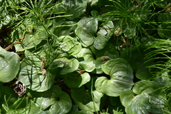 Maianthemum dilatatum
