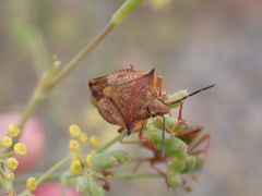 Carpocoris mediterraneus